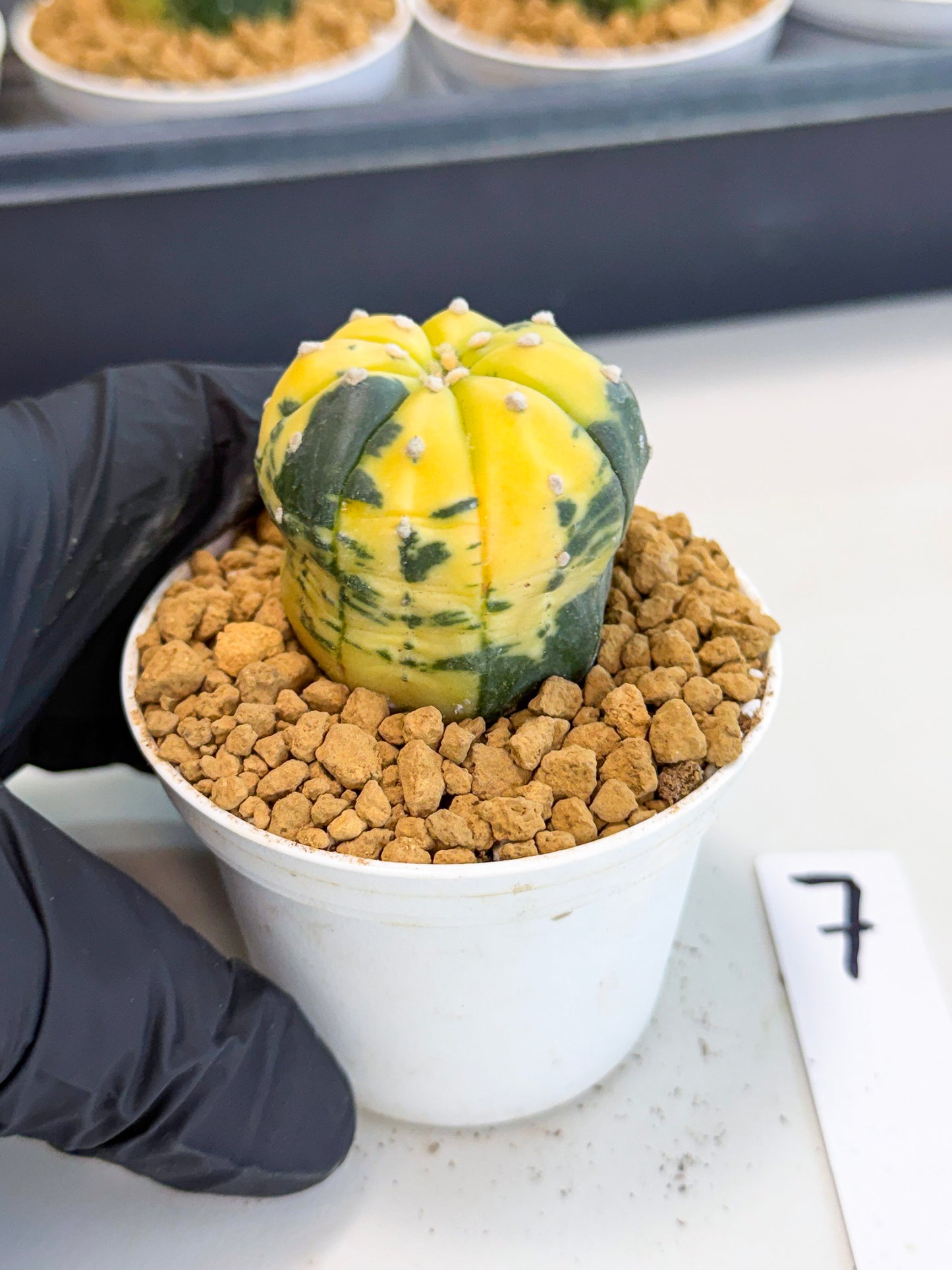 Astrophytum Var (at1) (r7) | From Taiwan