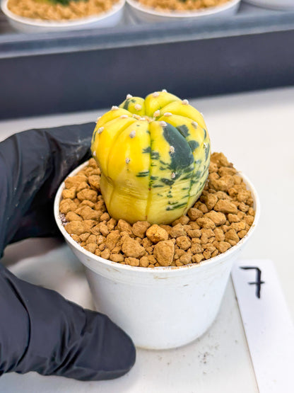 Astrophytum Var (at1) (r7) | From Taiwan