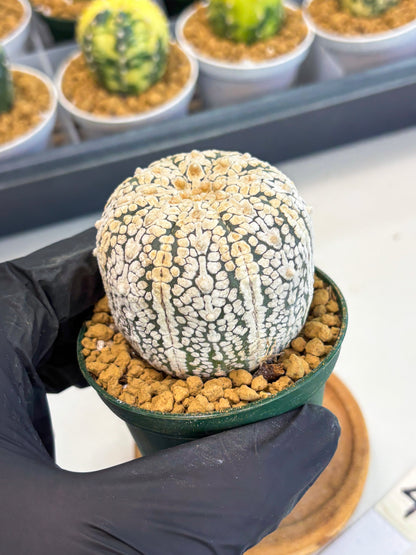 Astrophytum V-Type (at1) (p4) | Imported Cactus