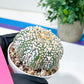 Astrophytum V-Type (#T4A) | Las Vegas Plant Shop | 3" Pot