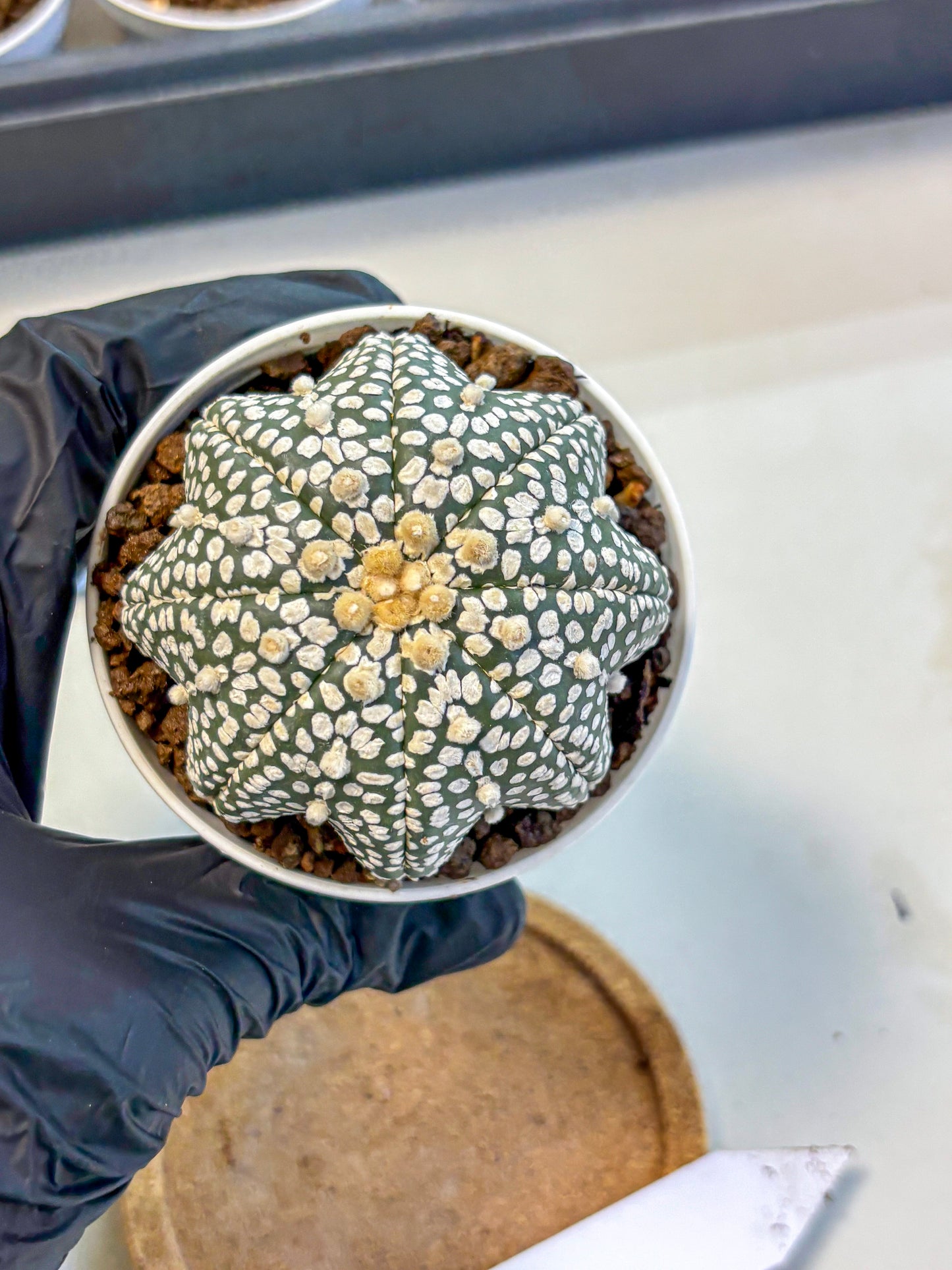 Astrophytum V Type (at5) (02) |  Sea urchin cactus