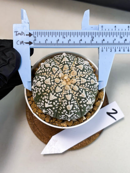 Astrophytum V-Type (at5) (p2) | Rare imported Plant