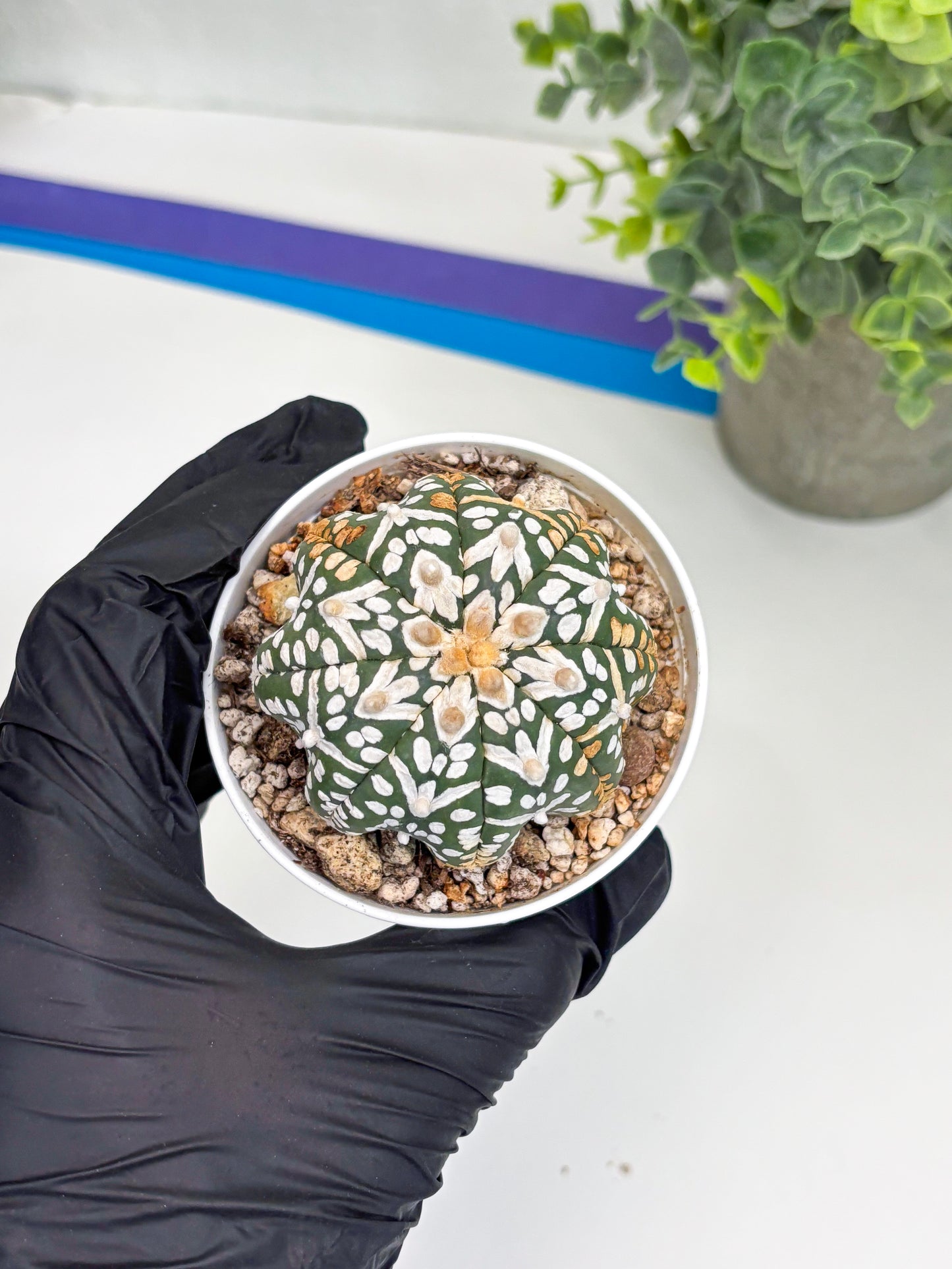 Astrophytum Super Kabuto V Type (T4) (b3) | Las Vegas Seller