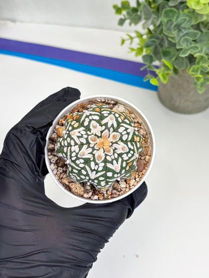 Astrophytum Super Kabuto V Type (T4) (b3) | Las Vegas Seller
