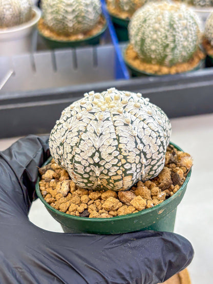 Astrophytum V Type (at2) (02) | Live Plant | Rare Collection
