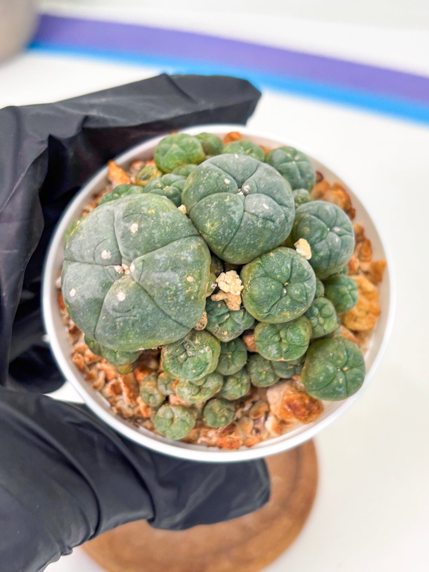 Spineless Cactus (Lo1) (p2) | For Advanced Growers