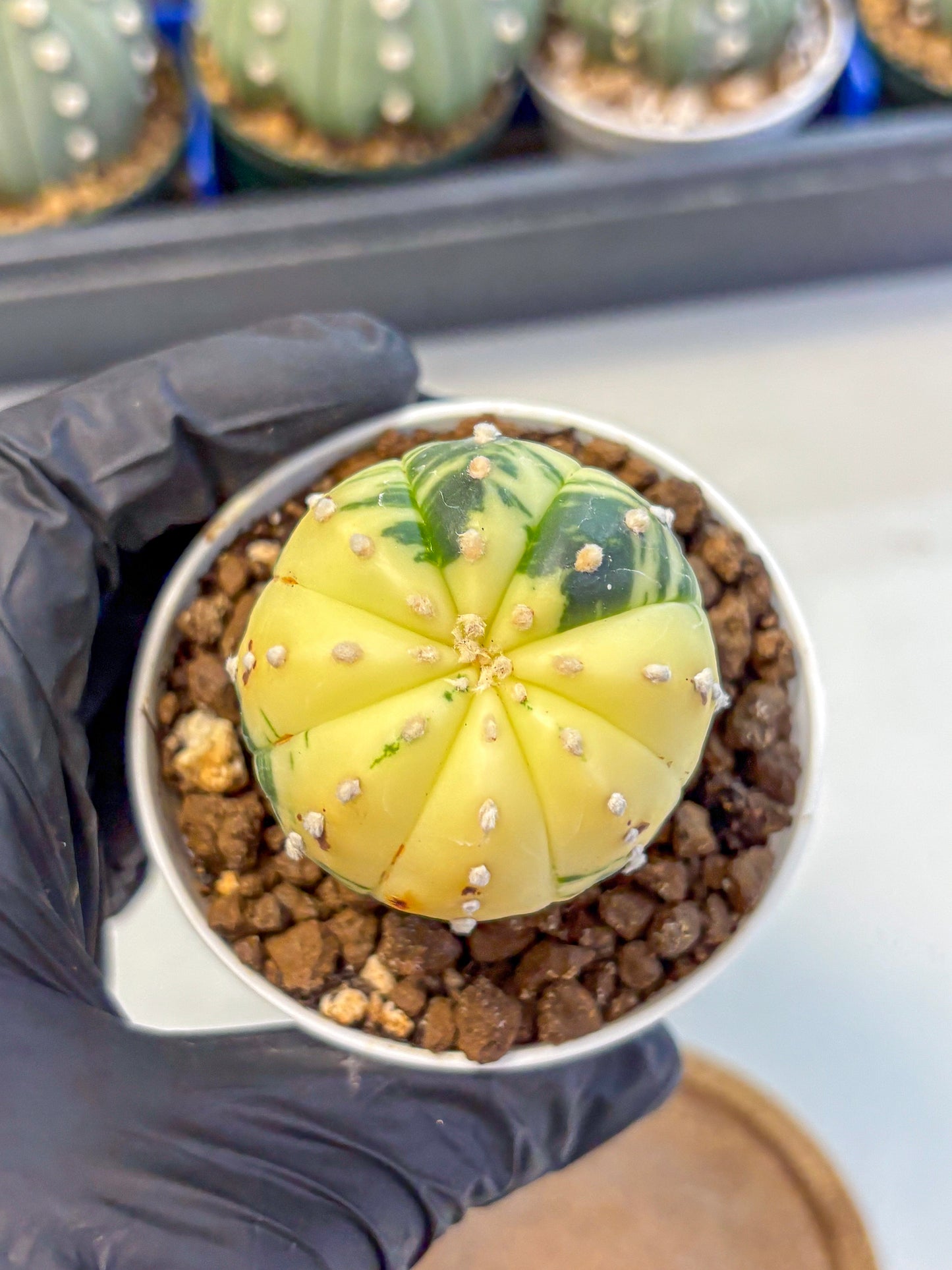 Astrophytum Variegated (at9) (02) | Rare Plant | Live Cactus
