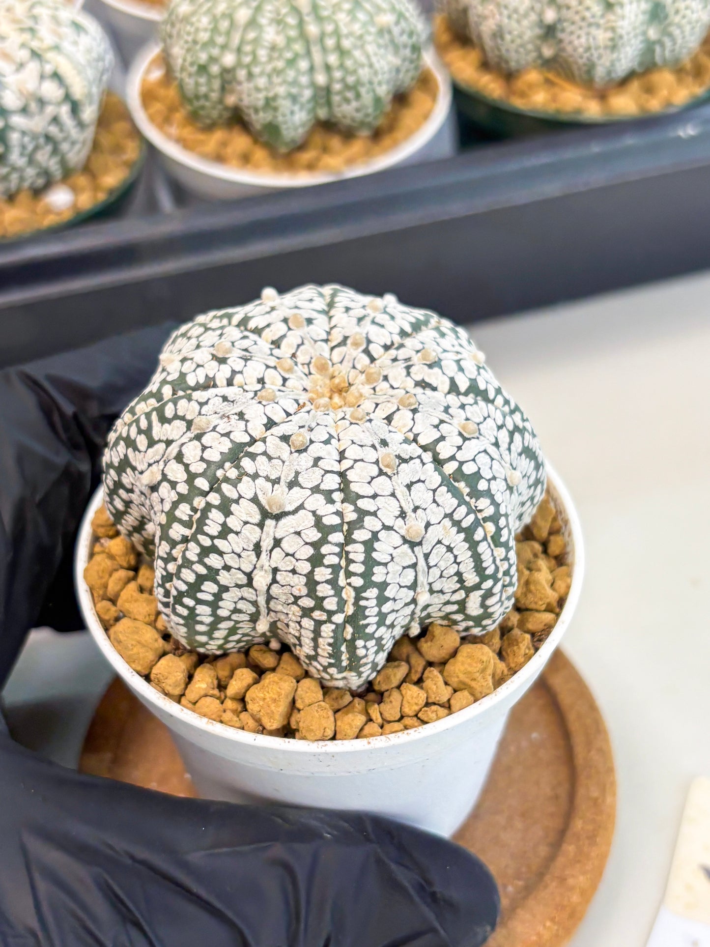 Astrophytum Star Shape (at2) (g5) | Japanese Import
