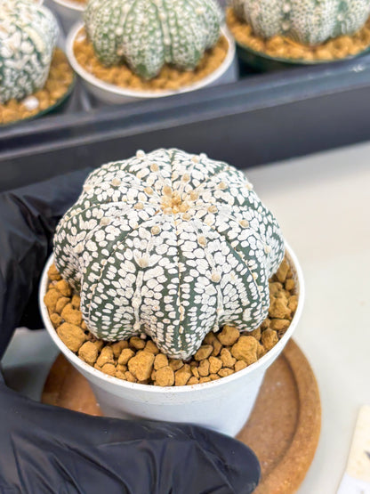 Astrophytum Star Shape (at2) (g5) | Japanese Import