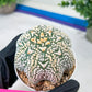 Astrophytum V-Type (#T3C) | Imported From Japan/korea | 3" Pot