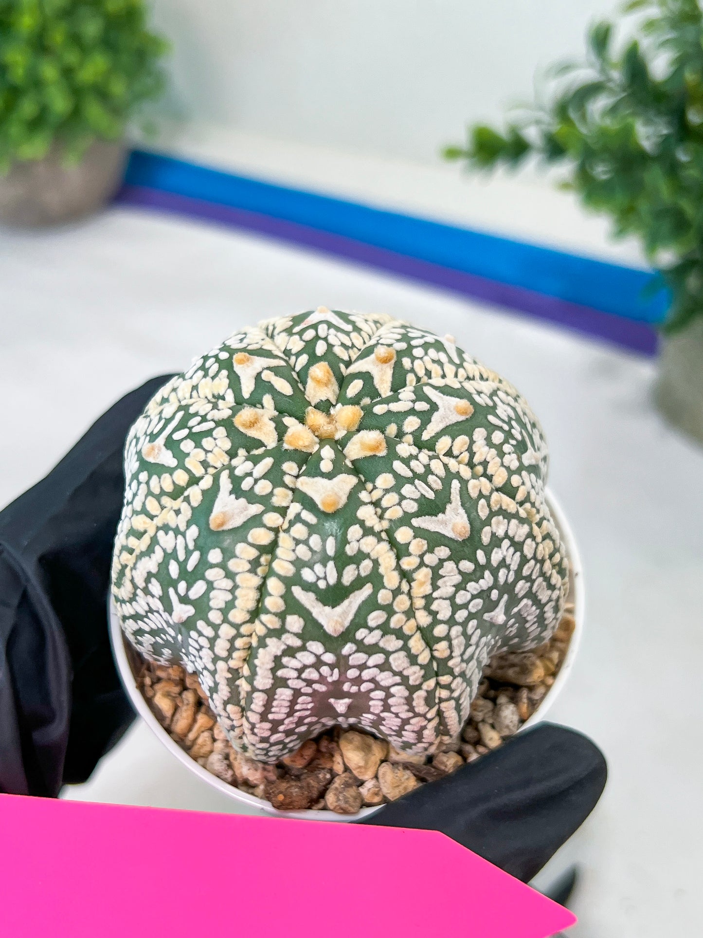 Astrophytum V-Type (#T3C) | Imported From Japan/korea | 3" Pot