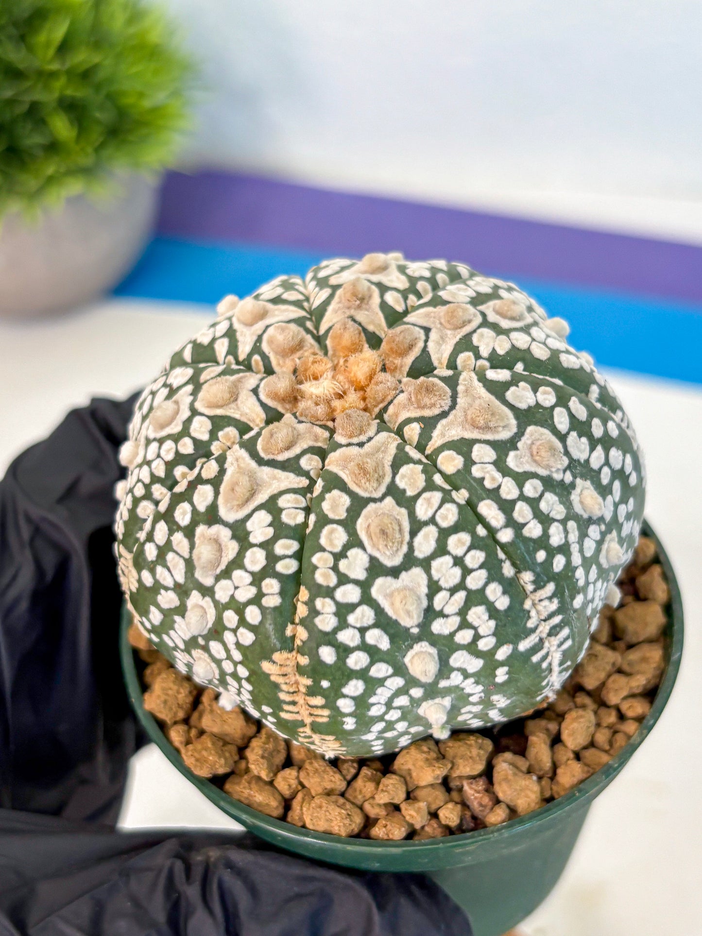 Astrophytum V Type (at2) (17) | Live Plant | Rare Collection
