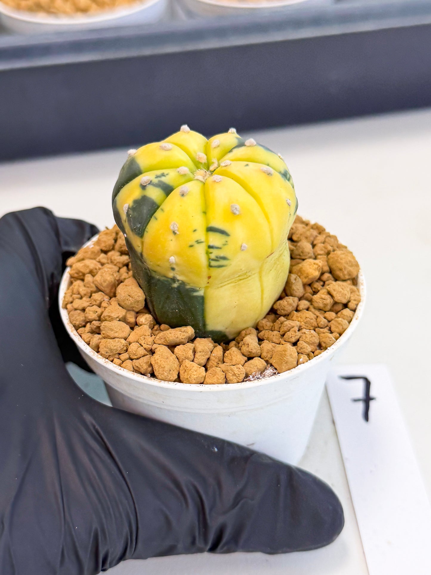 Astrophytum Var (at1) (r7) | From Taiwan