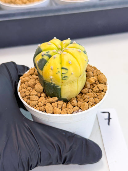 Astrophytum Var (at1) (r7) | From Taiwan