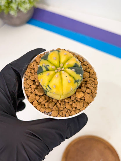 Astrophytum Var (at1) (r7) | From Taiwan