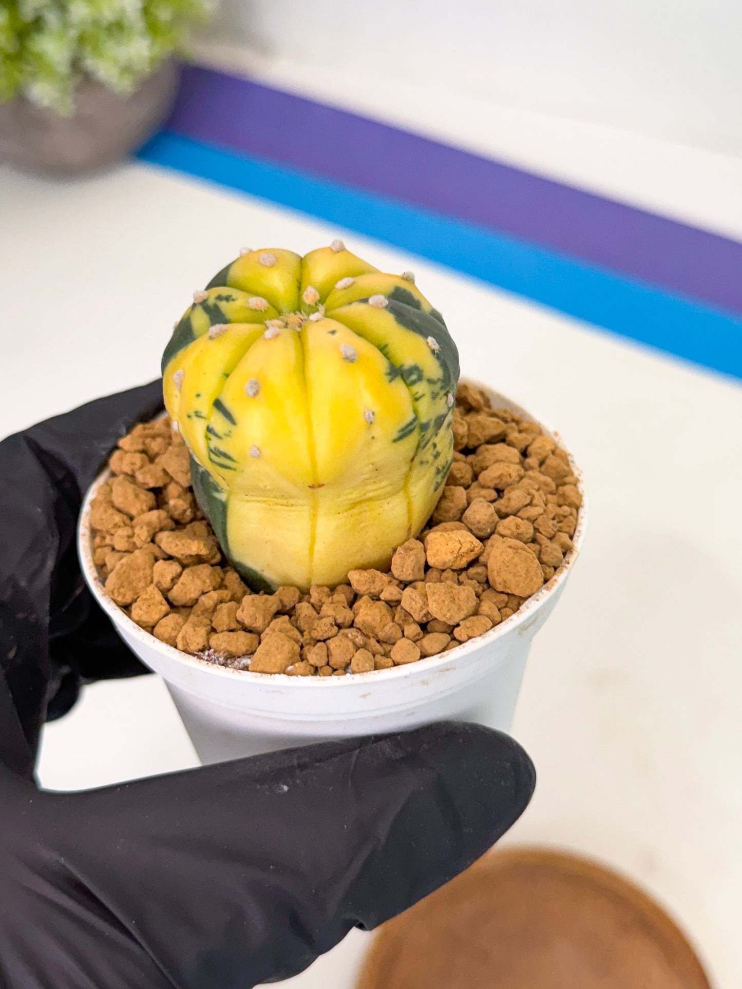 Astrophytum Var (at1) (r7) | From Taiwan