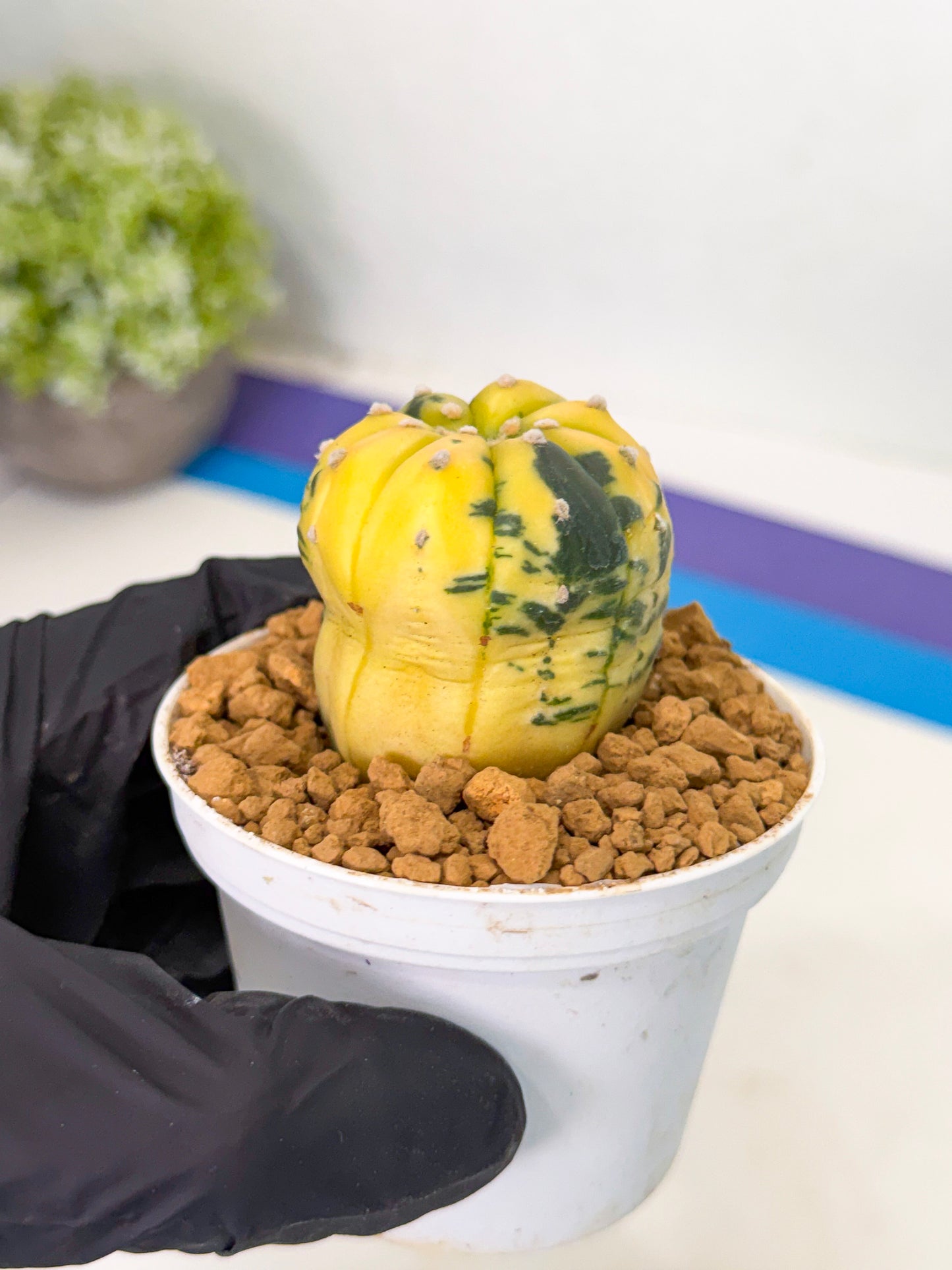 Astrophytum Var (at1) (r7) | From Taiwan