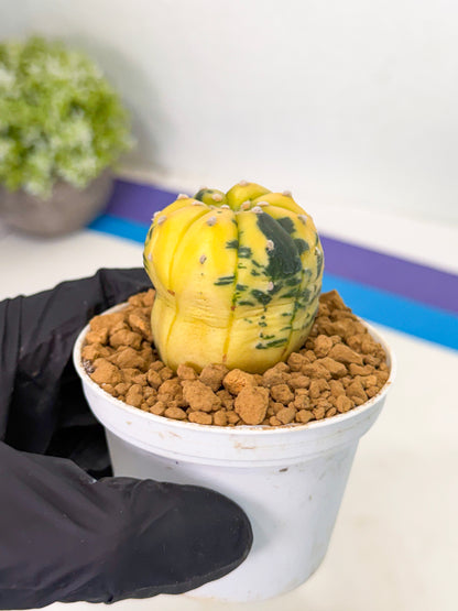 Astrophytum Var (at1) (r7) | From Taiwan