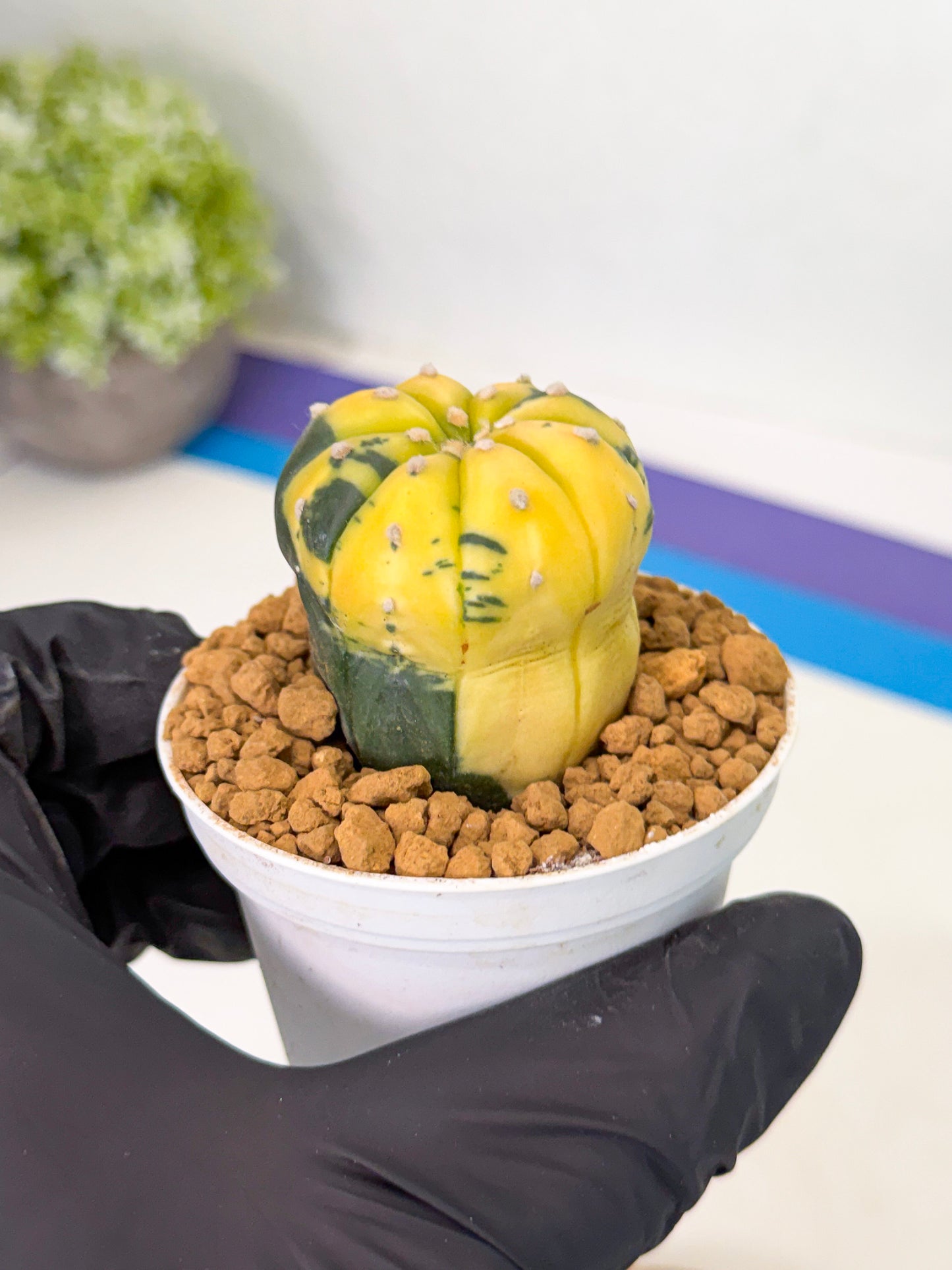 Astrophytum Var (at1) (r7) | From Taiwan