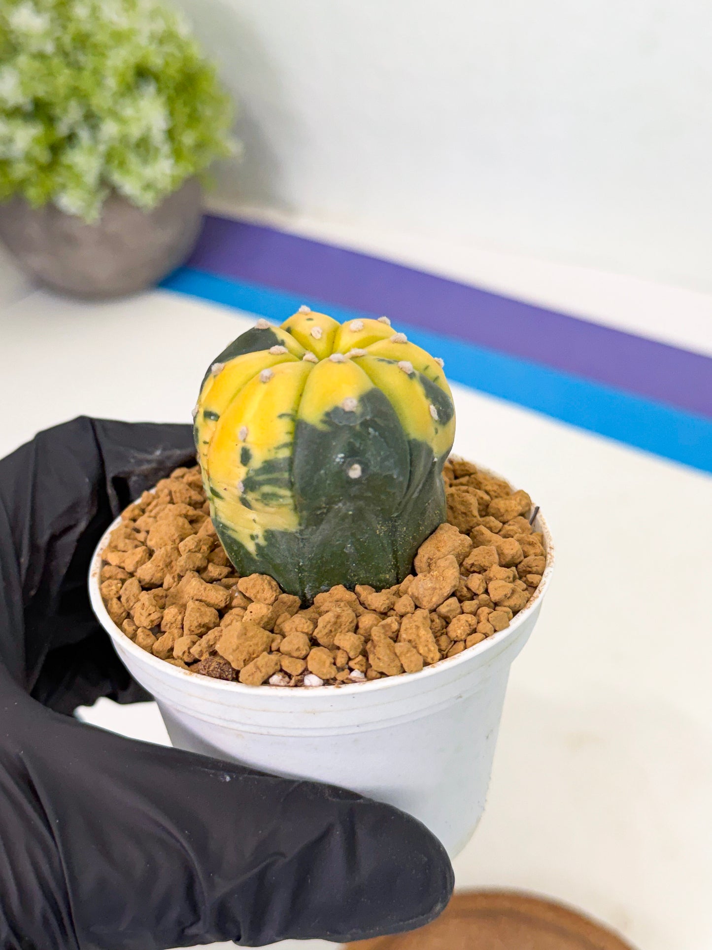 Astrophytum Var (at1) (r7) | From Taiwan