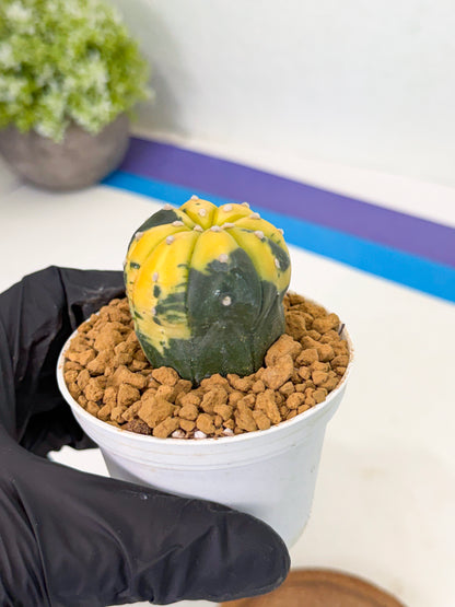 Astrophytum Var (at1) (r7) | From Taiwan
