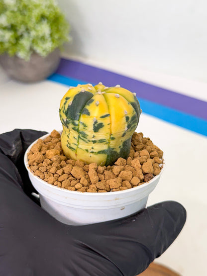 Astrophytum Var (at1) (r7) | From Taiwan