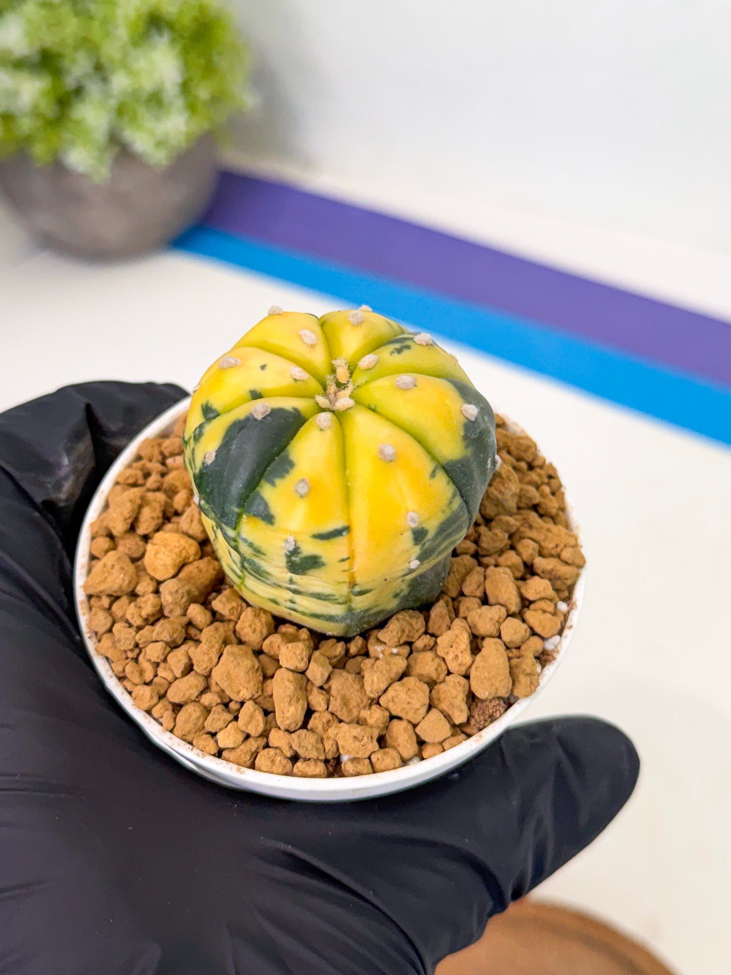 Astrophytum Var (at1) (r7) | From Taiwan