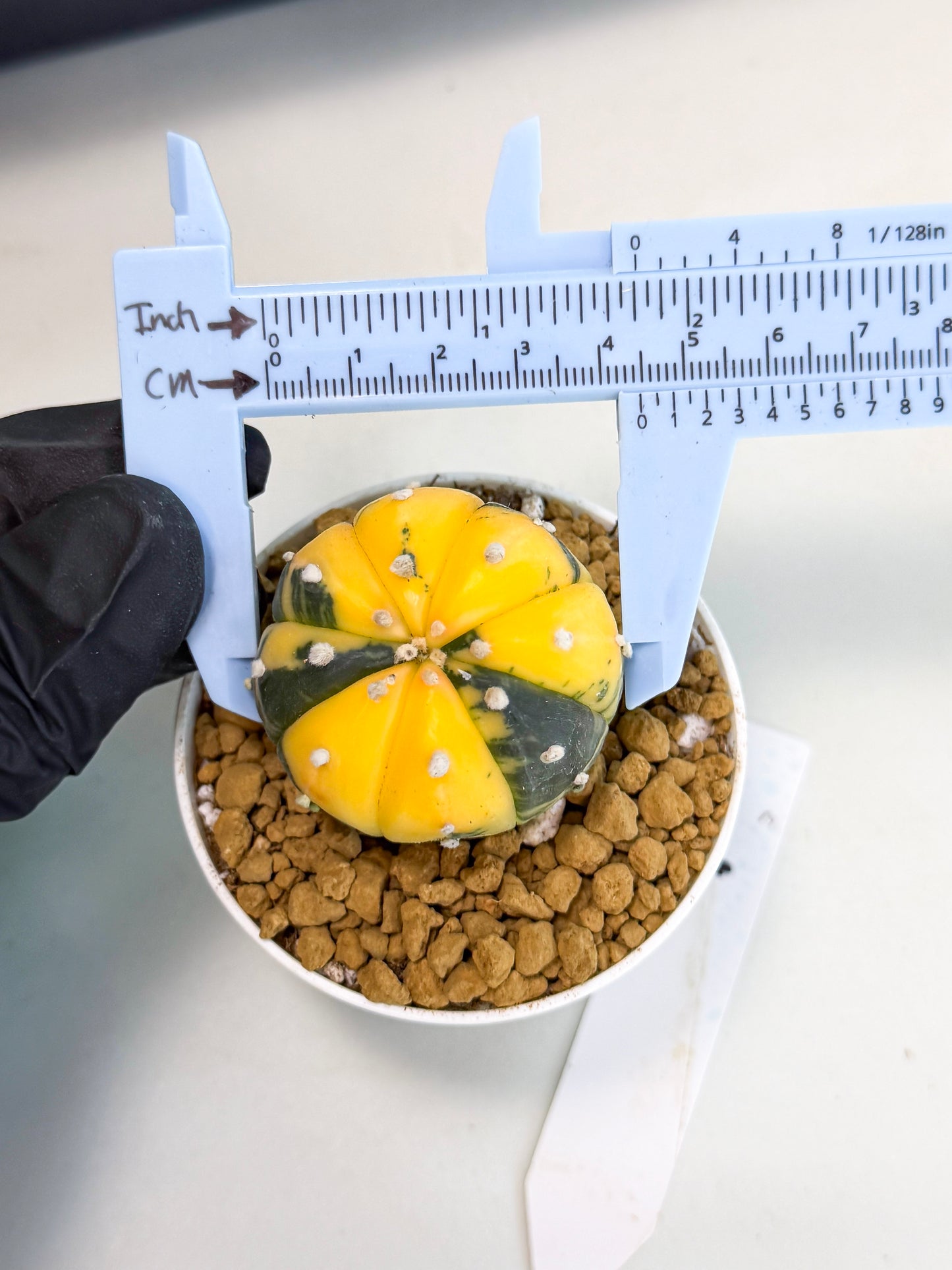 Astrophytum Var (at1) (y1) | From Taiwan