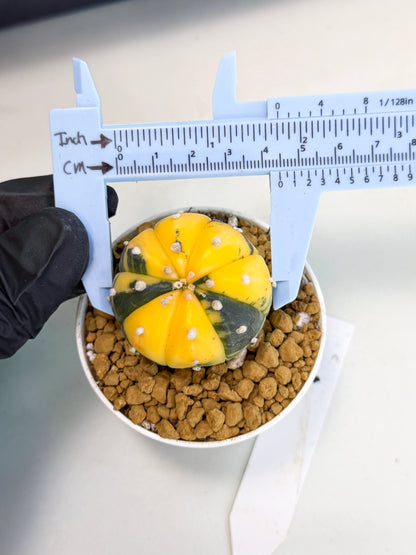 Astrophytum Var (at1) (y1) | From Taiwan