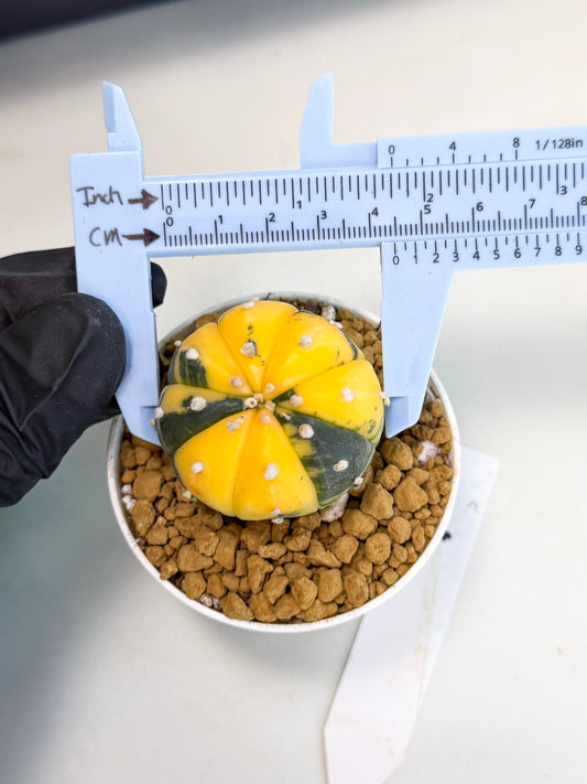 Astrophytum Var (at1) (y1) | From Taiwan