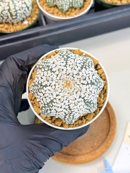 Astrophytum Star Shape (at2) (g5) | Japanese Import
