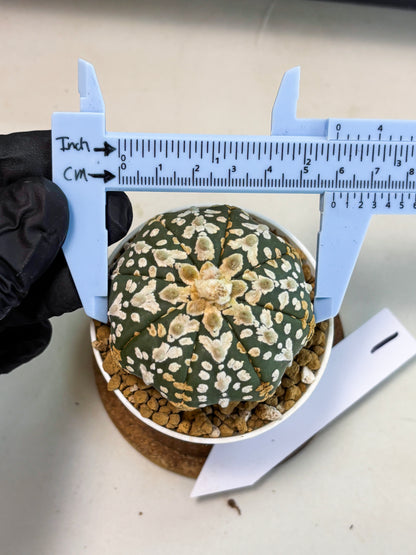 Astrophytum V-Type (at5) (b1) | Star Cactus