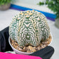 Astrophytum V-Type (#T3C) | Imported From Japan/korea | 3" Pot