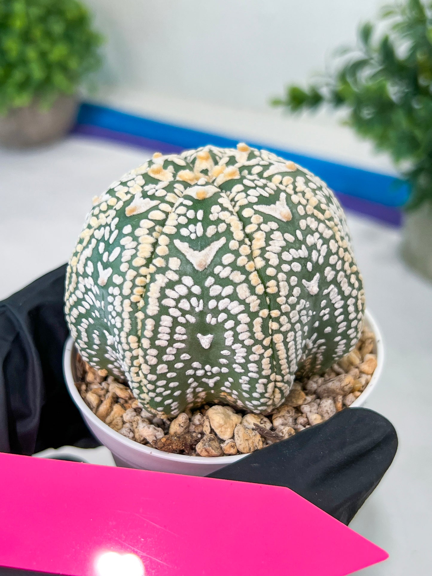 Astrophytum V-Type (#T3C) | Imported From Japan/korea | 3" Pot