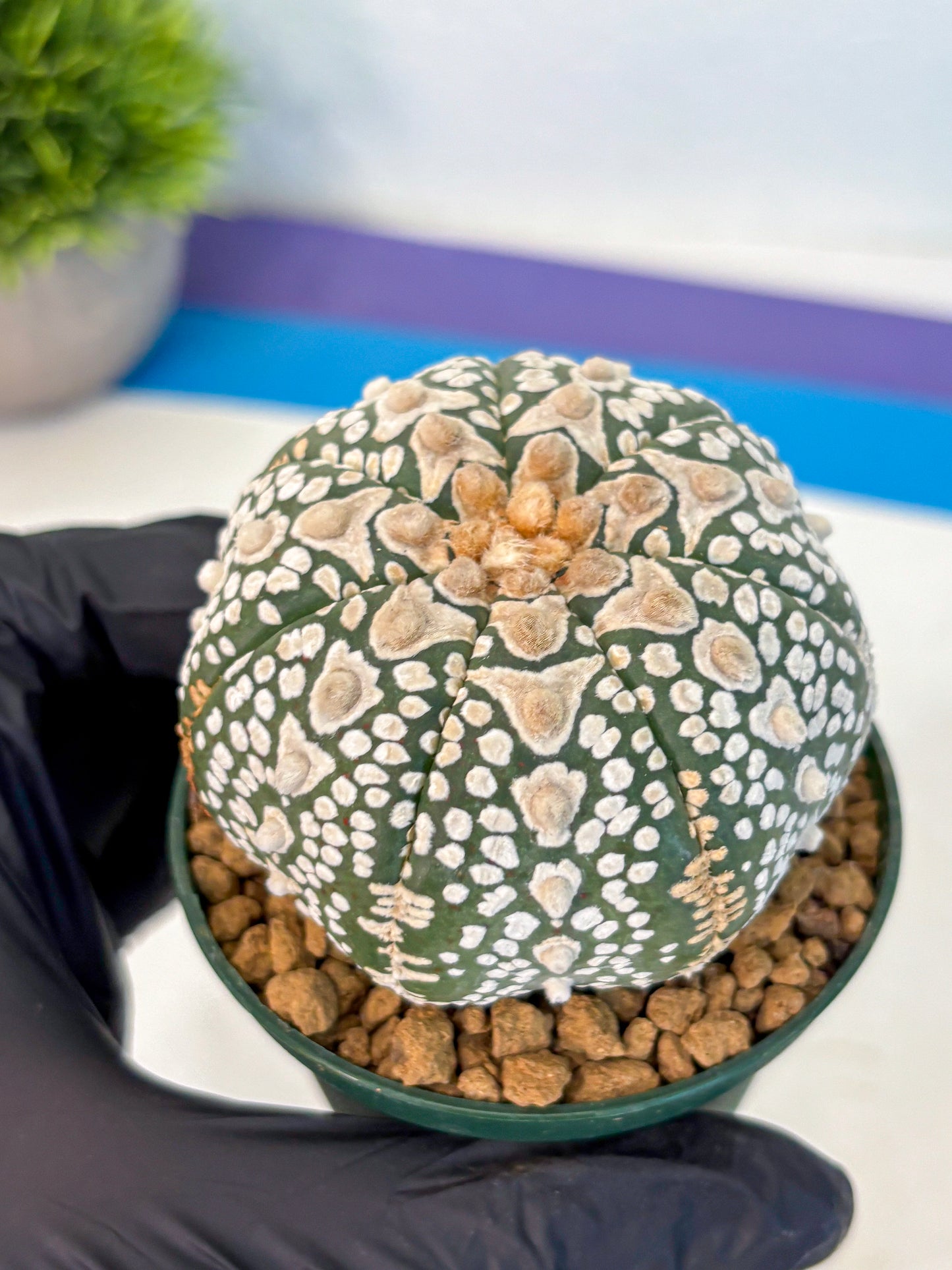 Astrophytum V Type (at2) (17) | Live Plant | Rare Collection