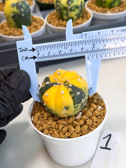 Astrophytum Var (at1) (y1) | From Taiwan