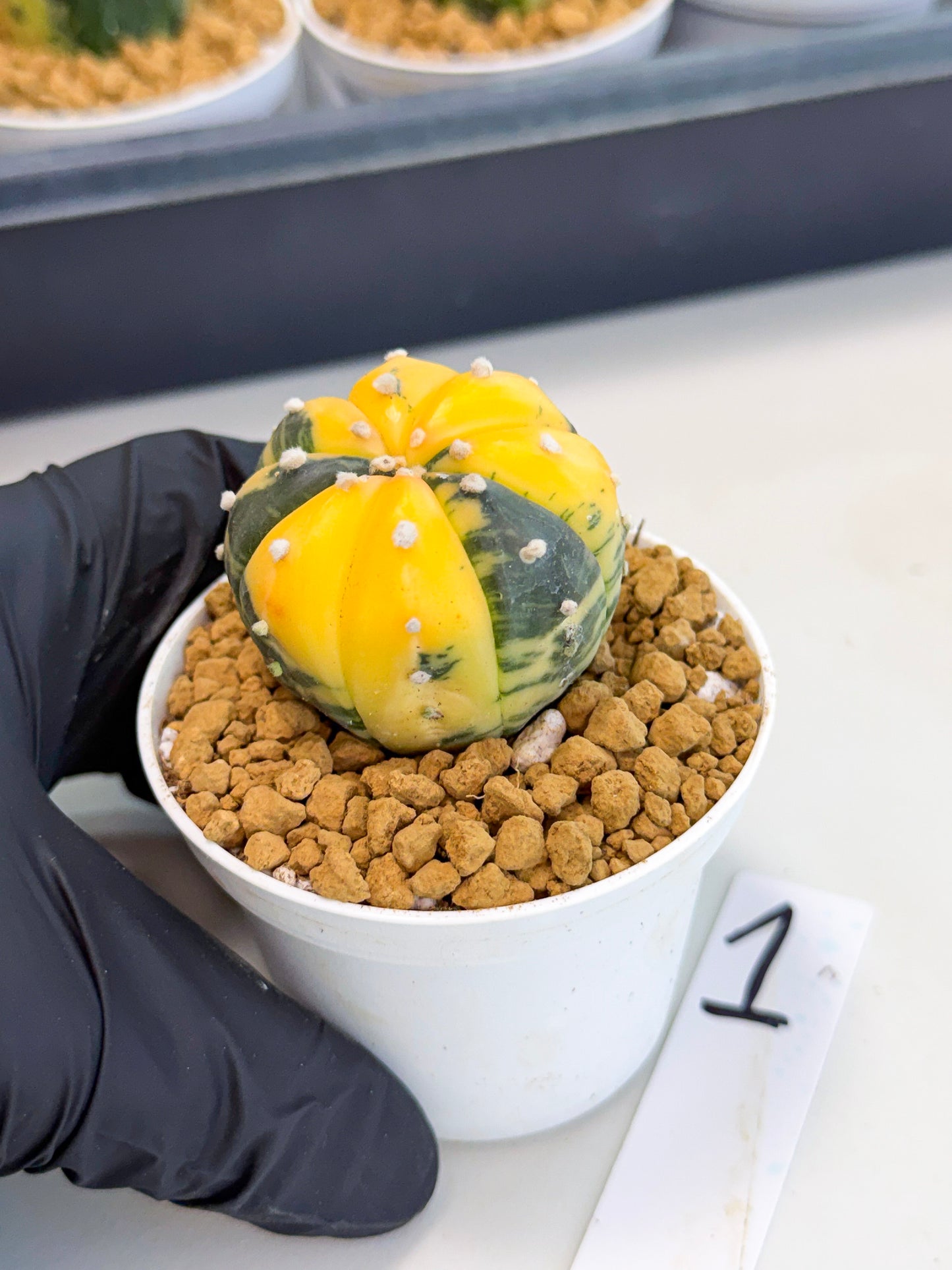 Astrophytum Var (at1) (y1) | From Taiwan