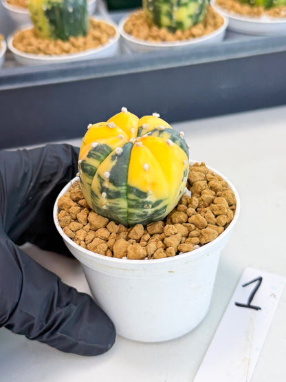 Astrophytum Var (at1) (y1) | From Taiwan