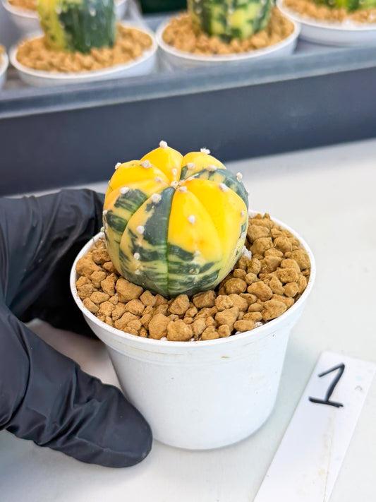 Astrophytum Var (at1) (y1) | From Taiwan