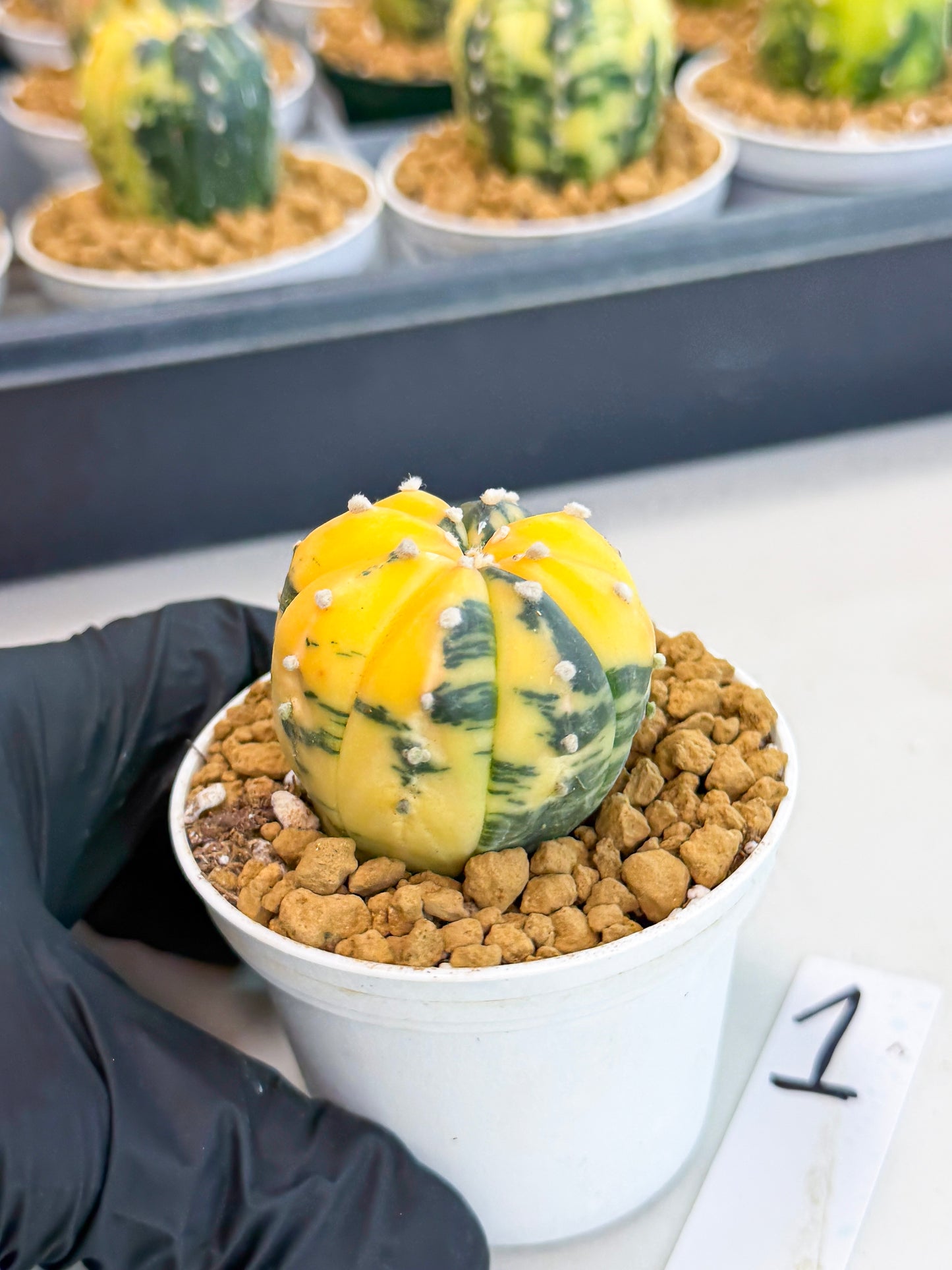 Astrophytum Var (at1) (y1) | From Taiwan