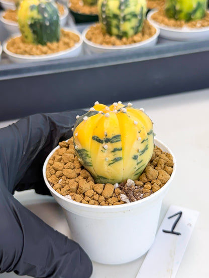 Astrophytum Var (at1) (y1) | From Taiwan