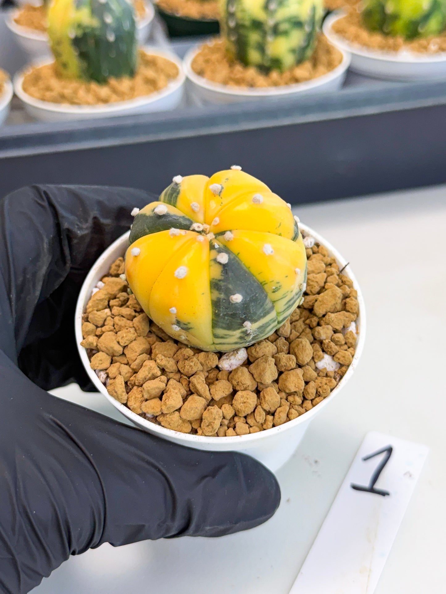Astrophytum Var (at1) (y1) | From Taiwan