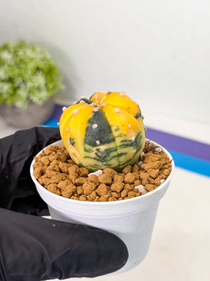 Astrophytum Var (at1) (y1) | From Taiwan