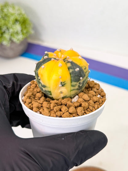 Astrophytum Var (at1) (y1) | From Taiwan