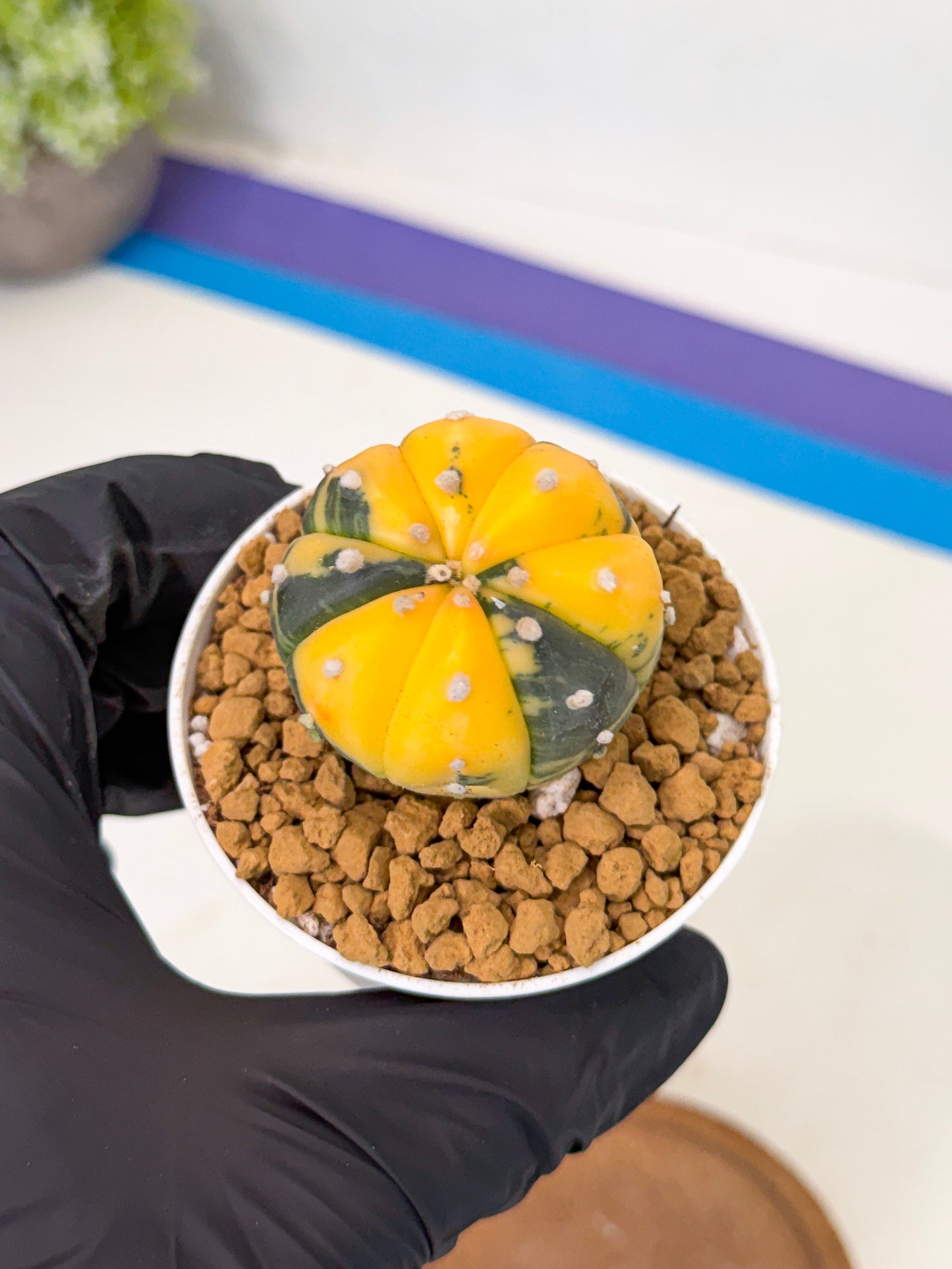 Astrophytum Var (at1) (y1) | From Taiwan