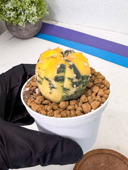 Astrophytum Var (at1) (y1) | From Taiwan
