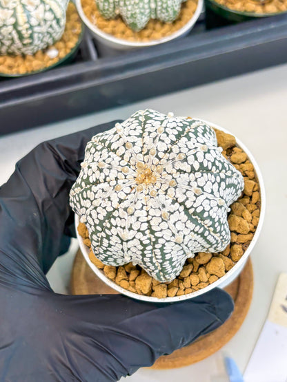 Astrophytum Star Shape (at2) (g5) | Japanese Import