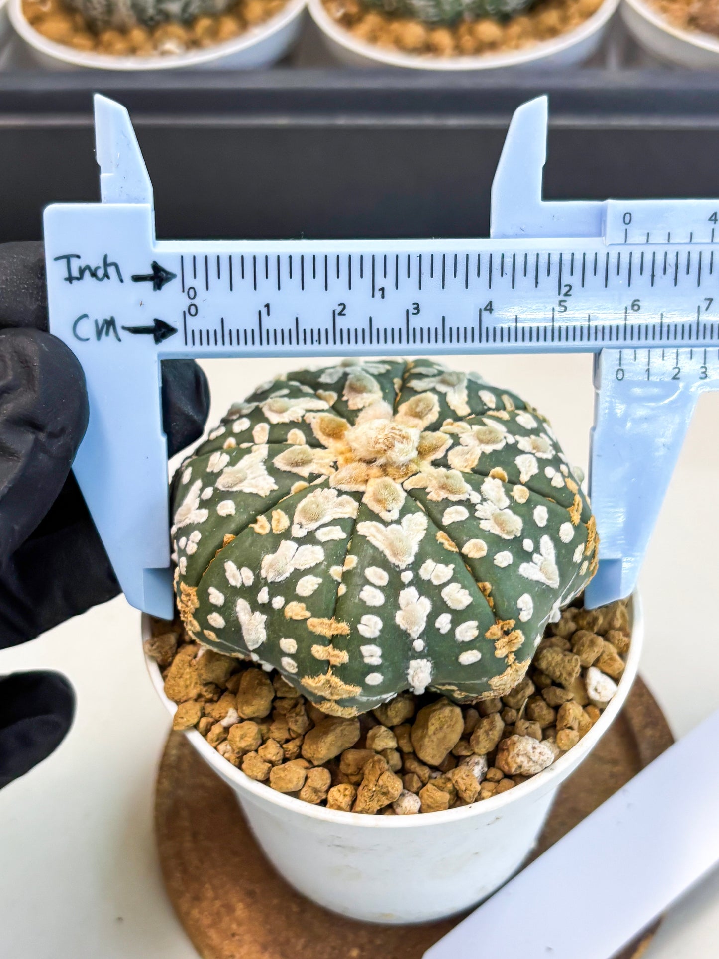 Astrophytum V-Type (at5) (b1) | Star Cactus