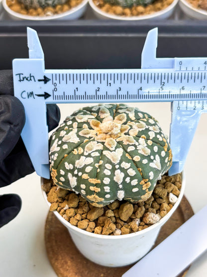 Astrophytum V-Type (at5) (b1) | Star Cactus
