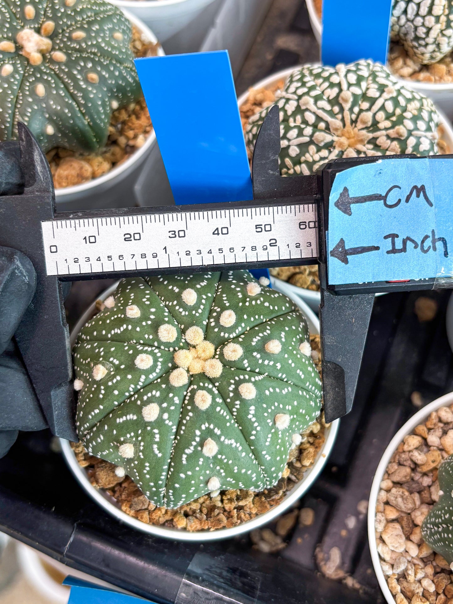 Astrophytum Star Shape (t3) (b1) | 3" Pot